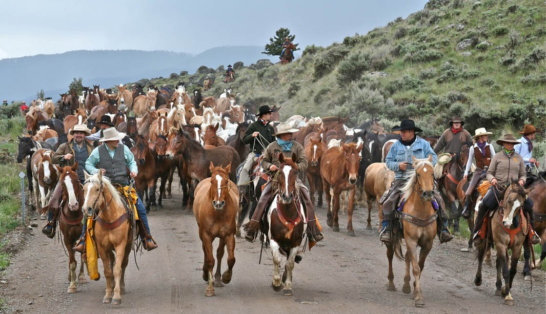 Horse Drive Fundraiser Gardiner.jpg